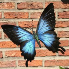 PA1653 Vlinder Blauw & zwart - 32 cm